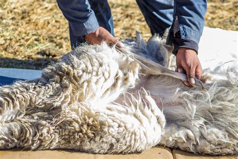 Alpaca: La Fibra del Lusso Per l'Abbigliamento di Alta Qualità!