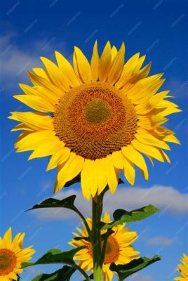 Helianthus Annuus: Un Segreto Nascosto per Biocarburanti e Alimenti!